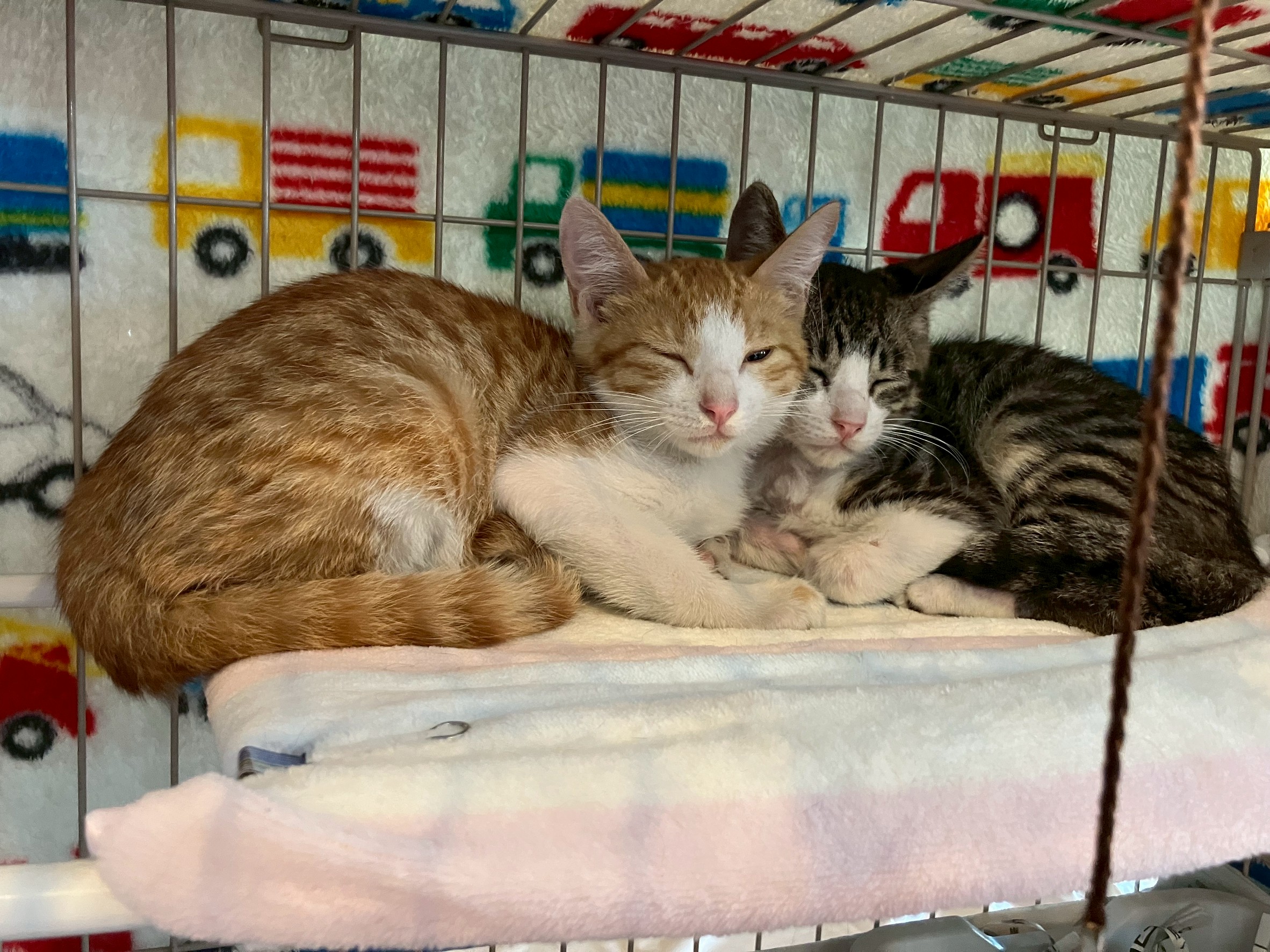 猫イベント、ご来場ありがとうございました🐱✨